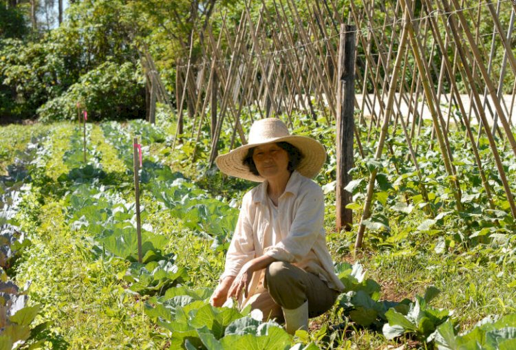 Projeto prioriza compra de alimentos da agricultura familiar pelo SUS