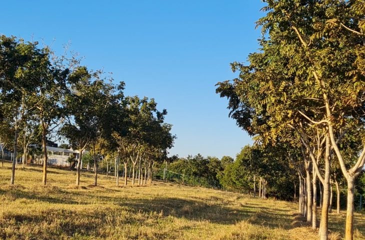 Estudo da Agraer avança para 'desvendar' a castanha do cerrado