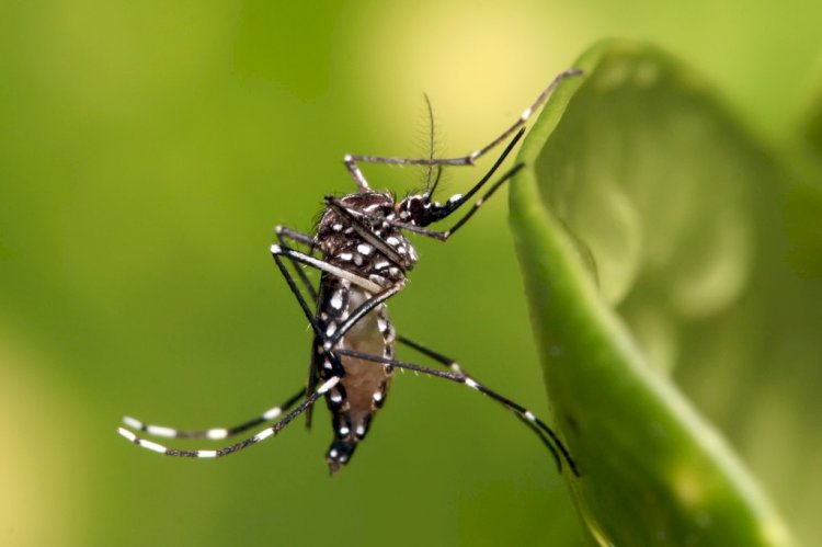 MS bate recorde com quase 3 mil casos de dengue no 1º mês do ano