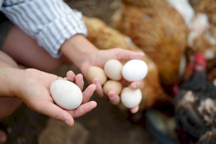 Consumo interno e tecnificação alavancam produção de aves e ovos em MS