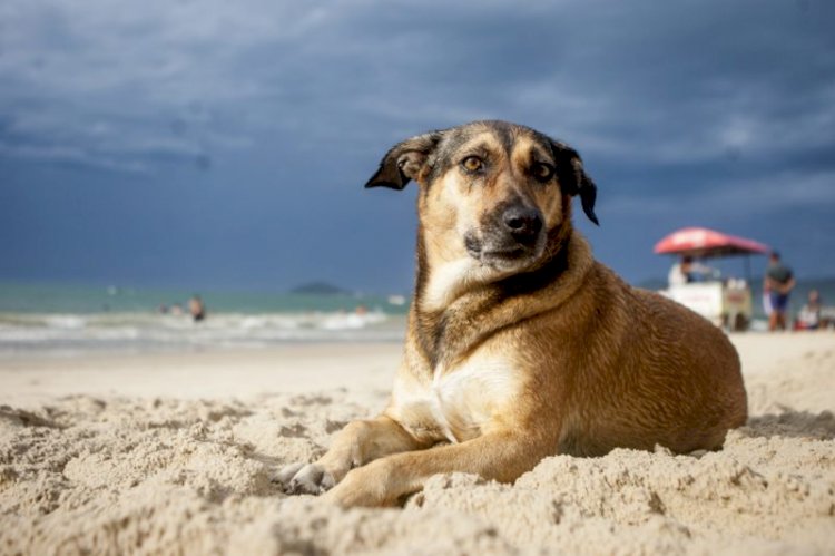 Moradores reclamam de pitbulls sem focinheira e cachorros nas praias da Grande Florianópolis