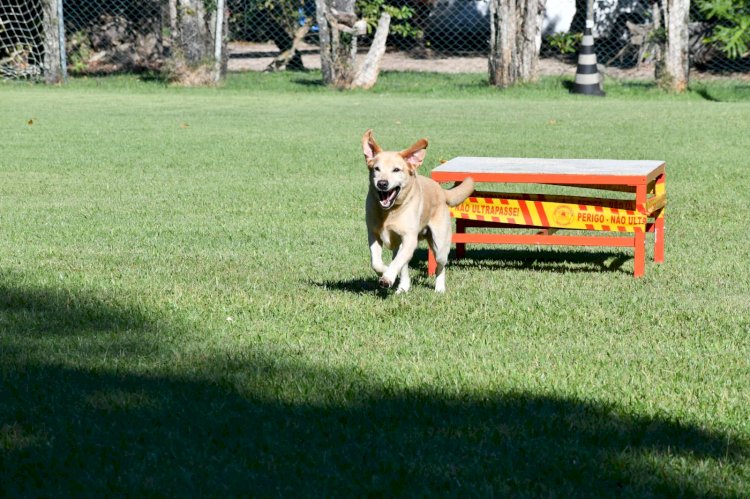 No Dia Internacional do Cão de Busca e Resgate, CBMSC enaltece atuação dos cães em ocorrências reais