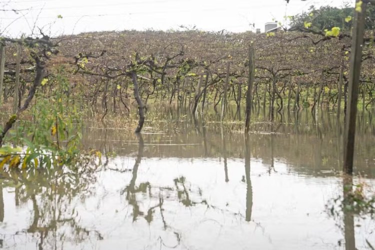 Temporais alagam vinhedos na Serra Gaúcha, e produtor diz: 'Nem imagino o tamanho do estrago'