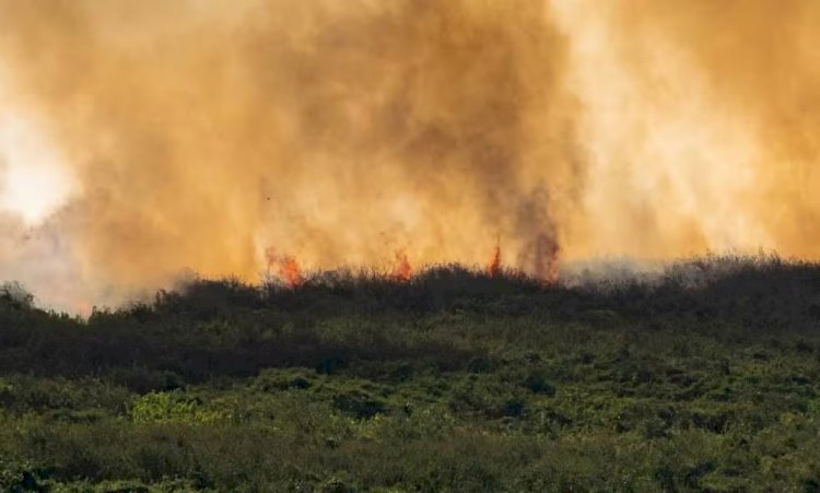 MS decreta situação de emergência em cidades atingidas pelos incêndios no Pantanal