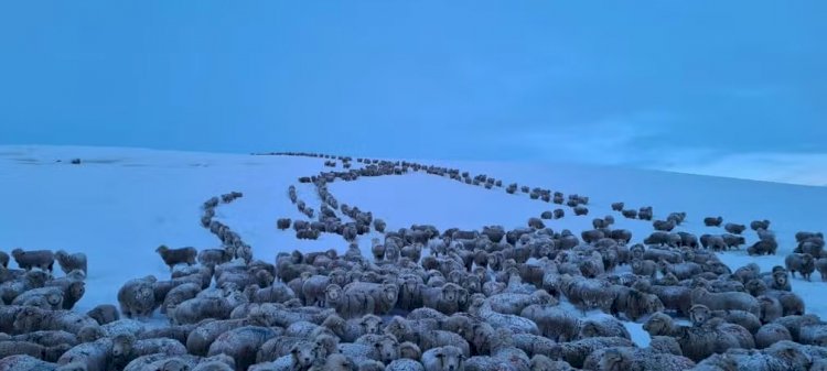 Frio extremo na Patagônia argentina congela animais; entenda fenômeno