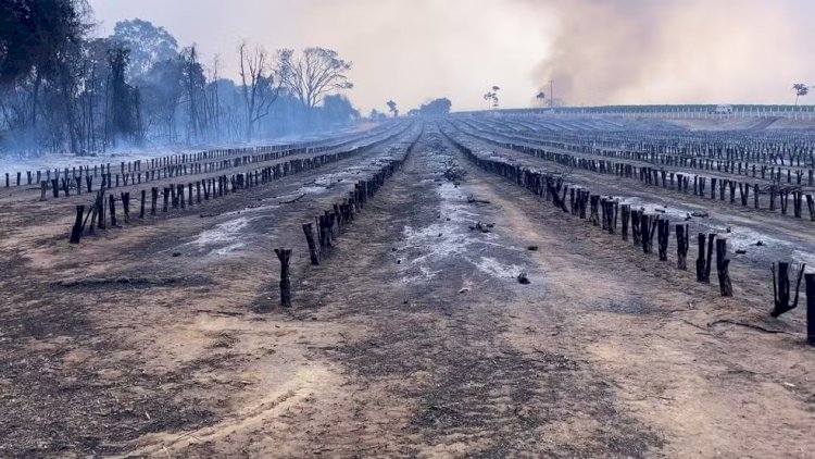 Incêndios em SP causam danos irreversíveis a cafezais: 'Colheita só em 2027', diz produtor